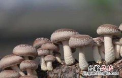 怎么种香菇 香菇的種植技術