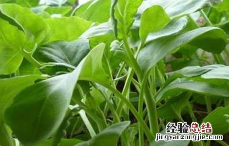 芥蓝怎么种植技术 种植芥蓝需要注意什么