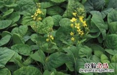 芥蓝怎么种植技术 种植芥蓝需要注意什么