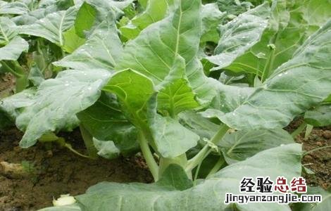 芥蓝怎么种植技术 种植芥蓝需要注意什么