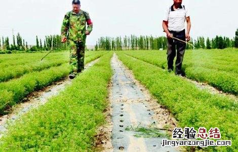 茴香育苗方法 茴香播种育苗技术