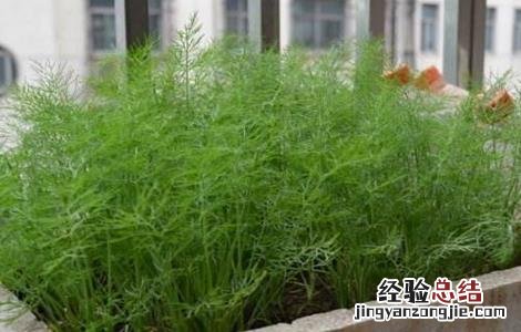 茴香育苗方法 茴香播种育苗技术