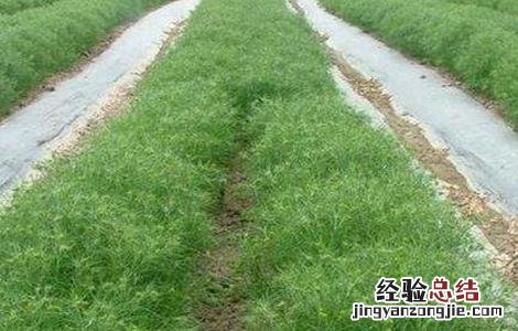 茴香育苗方法 茴香播种育苗技术