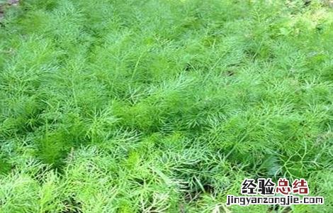茴香育苗方法 茴香播种育苗技术
