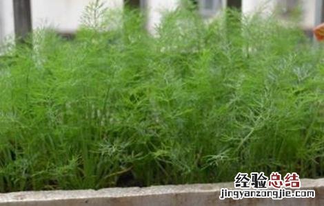 茴香育苗方法 茴香播种育苗技术