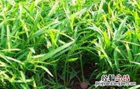 空心菜的育苗技术 空心菜的育苗技术有哪些