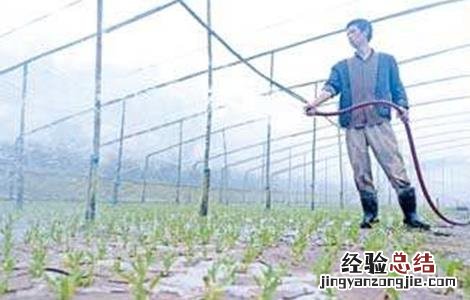 空心菜的育苗技术 空心菜的育苗技术有哪些