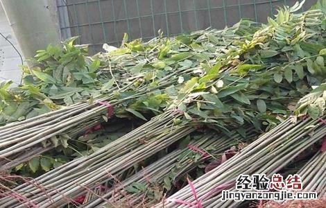 香椿种子怎么种 香椿种子怎么种发芽快