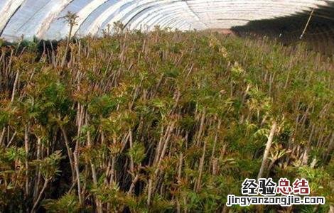 香椿种子怎么种 香椿种子怎么种发芽快