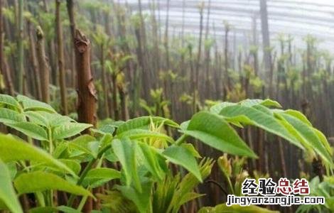 香椿种子怎么种 香椿种子怎么种发芽快