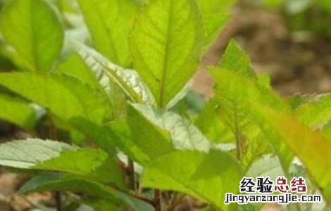 香椿种子怎么种 香椿种子怎么种发芽快
