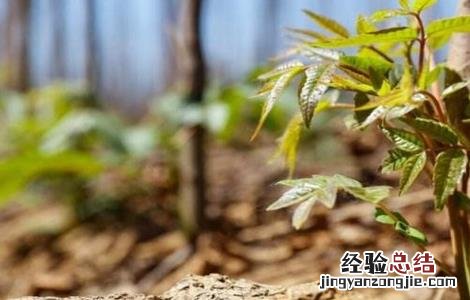 香椿种子怎么种 香椿种子怎么种发芽快