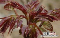 香椿该怎么繁殖 香椿怎么繁殖的
