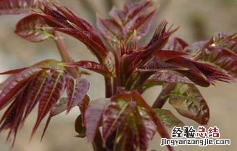 香椿该怎么繁殖 香椿怎么繁殖的