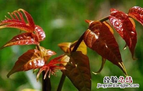 香椿该怎么繁殖 香椿怎么繁殖的