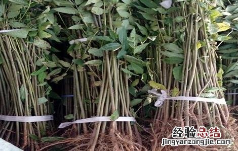 香椿该怎么繁殖 香椿怎么繁殖的