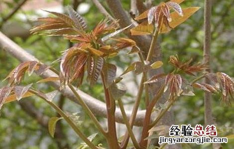 香椿该怎么繁殖 香椿怎么繁殖的