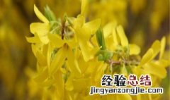 连翘开花时间 连翘开花时间什么季节