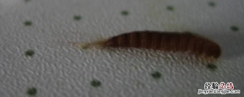 消灭衣鱼虫的经验 如何消灭衣鱼虫