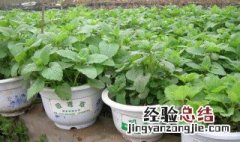 吸毒草冬天能养活吗 吸毒草冬天怎么养