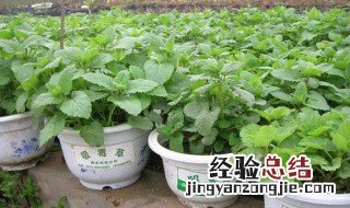 吸毒草冬天能养活吗 吸毒草冬天怎么养