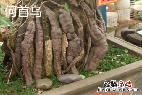 何首乌和制首乌的区别 何首乌与制首乌的区别