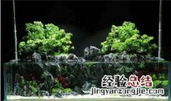 水陆缸适合养什么植物 水陆缸适合养什么植物?