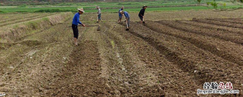 农民在地里干什么农活 地里干活的农民