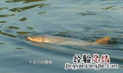 田螺肉能钓鱼吗? 田螺肉能钓到哪些鱼类