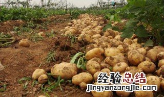 土豆后期浇水吗? 土豆后期浇水吗