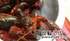 野外小龙虾吃什么长大 野生小龙虾吃什么长大