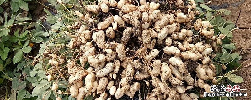 益花一号种子哪里卖 益花一号价格