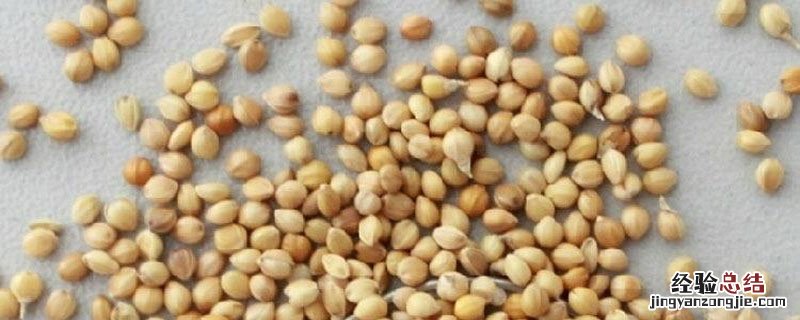 生产经营种子快速检测方法 种子质量检测方法