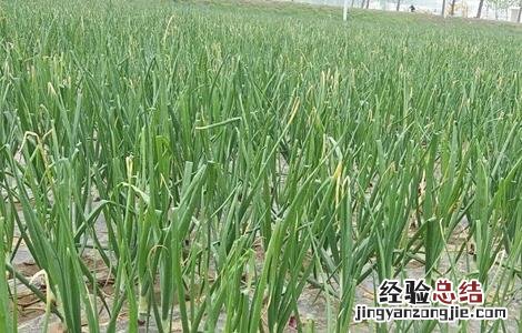 洋葱种植的田间管理技术 洋葱种植的田间管理技术有哪些
