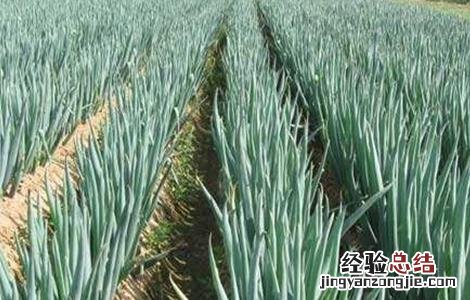 洋葱种植的田间管理技术 洋葱种植的田间管理技术有哪些