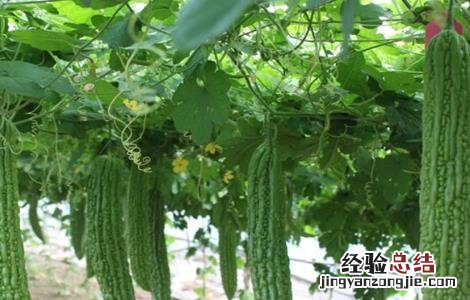 苦瓜结果少的原因是什么呢 苦瓜结果少的原因是什么