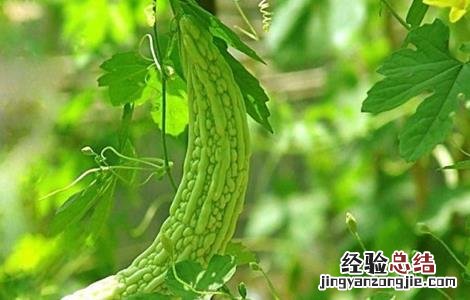 苦瓜结果少的原因是什么呢 苦瓜结果少的原因是什么