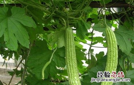 苦瓜结果少的原因是什么呢 苦瓜结果少的原因是什么