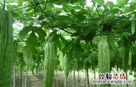 苦瓜结果少的原因是什么呢 苦瓜结果少的原因是什么