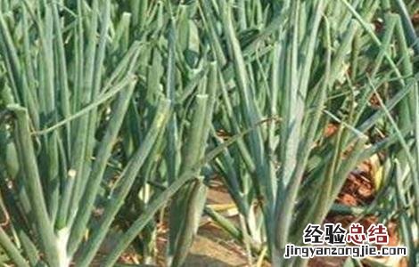洋葱如何施肥视频 洋葱如何施肥