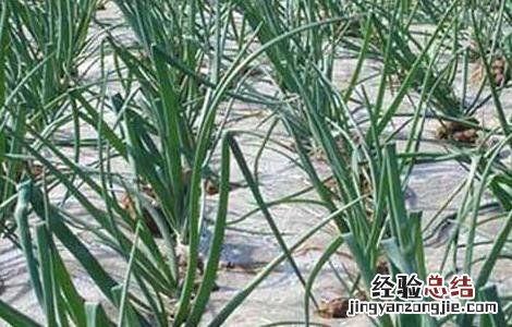 洋葱如何施肥视频 洋葱如何施肥