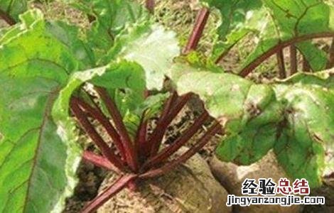 甜菜低产的原因 甜菜的产量现状