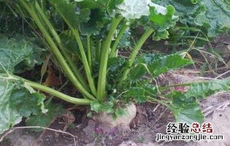 甜菜低产的原因 甜菜的产量现状