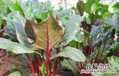 甜菜空心的原因及防治方法 甜菜主要病害图文
