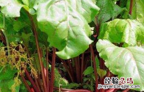 甜菜空心的原因及防治方法 甜菜主要病害图文