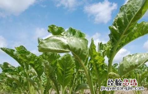甜菜空心的原因及防治方法 甜菜主要病害图文