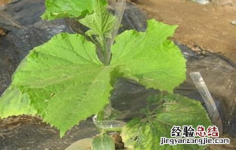 黄瓜的生长发育周期 黄瓜生育周期及特点