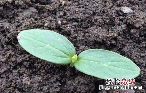 黄瓜的生长发育周期 黄瓜生育周期及特点