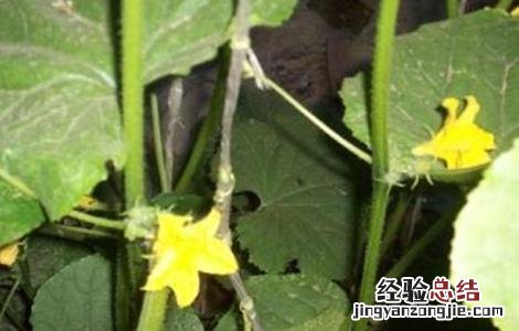 黄瓜的生长发育周期 黄瓜生育周期及特点