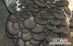 平菇春季管理技术 春季平菇管理要点